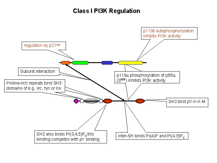 Class I PI 3 K Regulation p 110 d autophosphorylation inhibits PI 3 K Class I PI 3 K Regulation p 110 d autophosphorylation inhibits PI 3 K