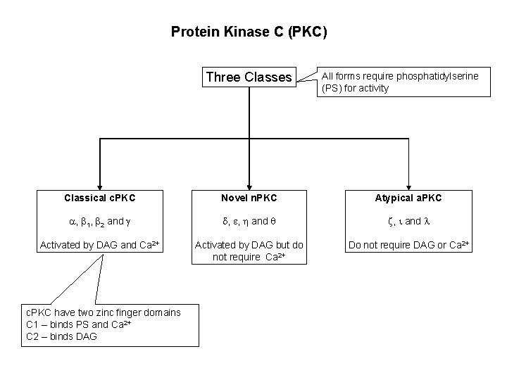 Protein Kinase C (PKC) Three Classes All forms require phosphatidylserine (PS) for activity Classical Protein Kinase C (PKC) Three Classes All forms require phosphatidylserine (PS) for activity Classical