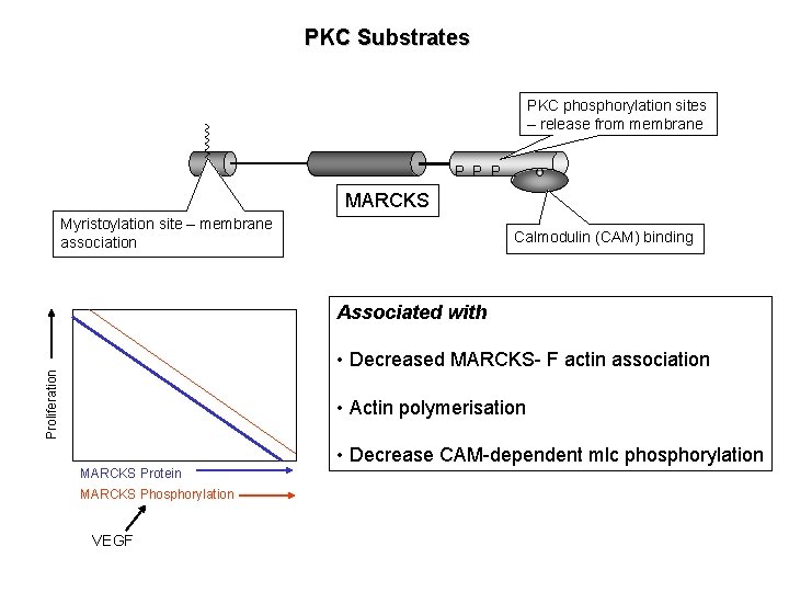 PKC Substrates PKC phosphorylation sites – release from membrane P P P MARCKS Myristoylation PKC Substrates PKC phosphorylation sites – release from membrane P P P MARCKS Myristoylation