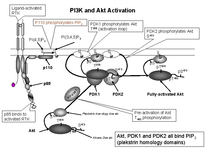 Ligand-activated RTK PI 3 K and Akt Activation P 110 phosphorylates PIP 2 PDK Ligand-activated RTK PI 3 K and Akt Activation P 110 phosphorylates PIP 2 PDK