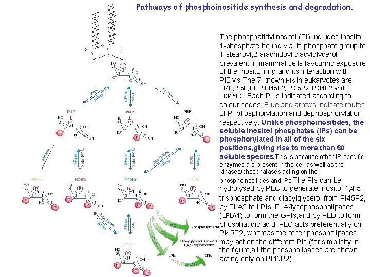 Pathways of phosphoinositide synthesis and degradation. The phosphatidylinositol (PI) includes inositol 1 -phosphate bound Pathways of phosphoinositide synthesis and degradation. The phosphatidylinositol (PI) includes inositol 1 -phosphate bound