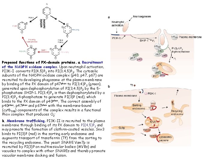 Proposed functions of PX-domain proteins. a, Recruitment of the NADPH oxidase complex. Upon neutrophil Proposed functions of PX-domain proteins. a, Recruitment of the NADPH oxidase complex. Upon neutrophil