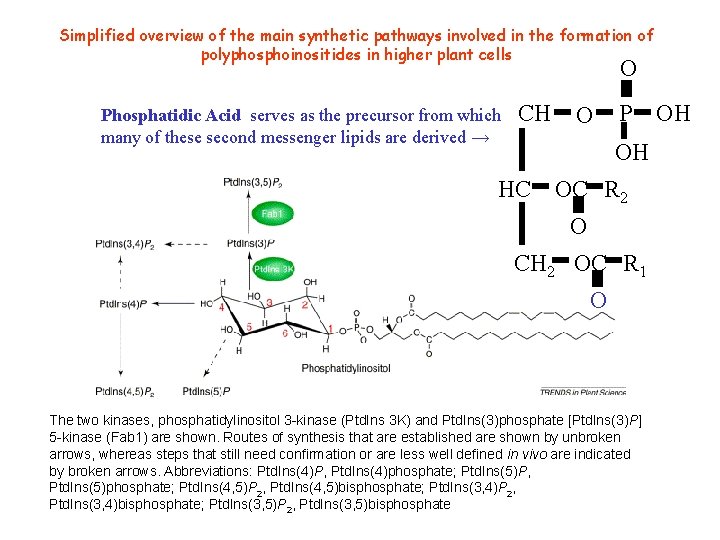 Simplified overview of the main synthetic pathways involved in the formation of polyphosphoinositides in Simplified overview of the main synthetic pathways involved in the formation of polyphosphoinositides in