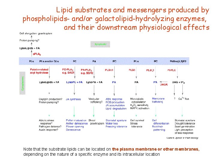 Lipid substrates and messengers produced by phospholipids- and/or galactolipid-hydrolyzing enzymes, and their downstream physiological Lipid substrates and messengers produced by phospholipids- and/or galactolipid-hydrolyzing enzymes, and their downstream physiological