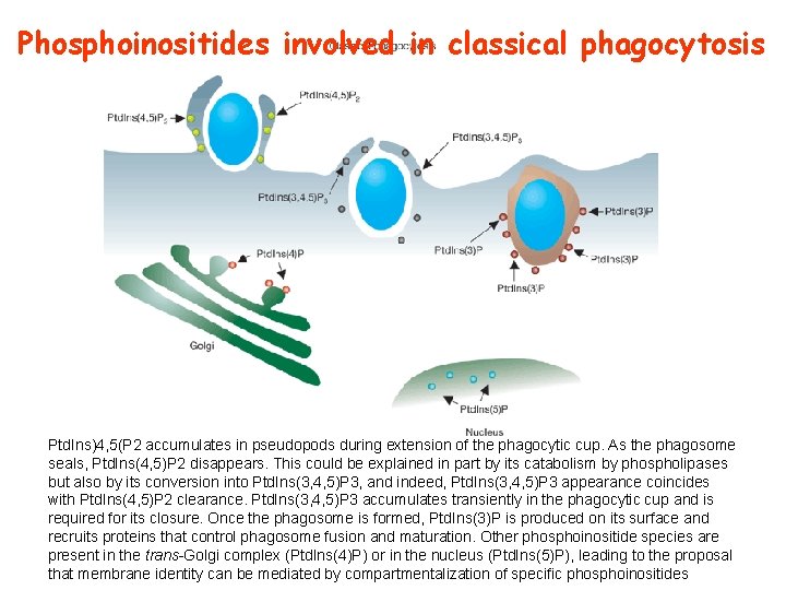 Phosphoinositides involved in classical phagocytosis Ptd. Ins)4, 5(P 2 accumulates in pseudopods during extension Phosphoinositides involved in classical phagocytosis Ptd. Ins)4, 5(P 2 accumulates in pseudopods during extension