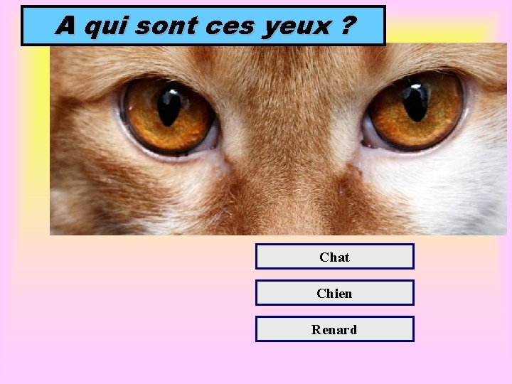 A qui sont ces yeux ? Chat Chien Renard 