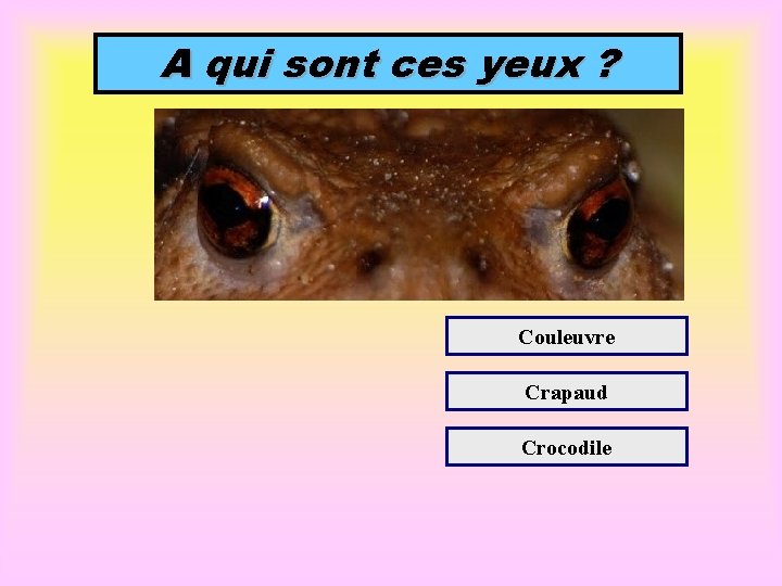 A qui sont ces yeux ? Couleuvre Crapaud Crocodile 