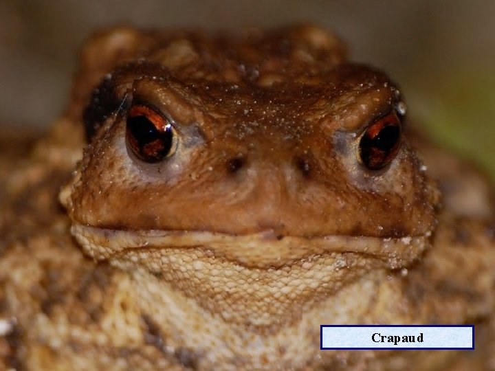 Crapaud 
