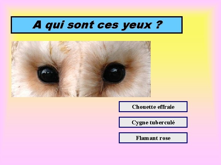 A qui sont ces yeux ? Chouette effraie Cygne tuberculé Flamant rose 