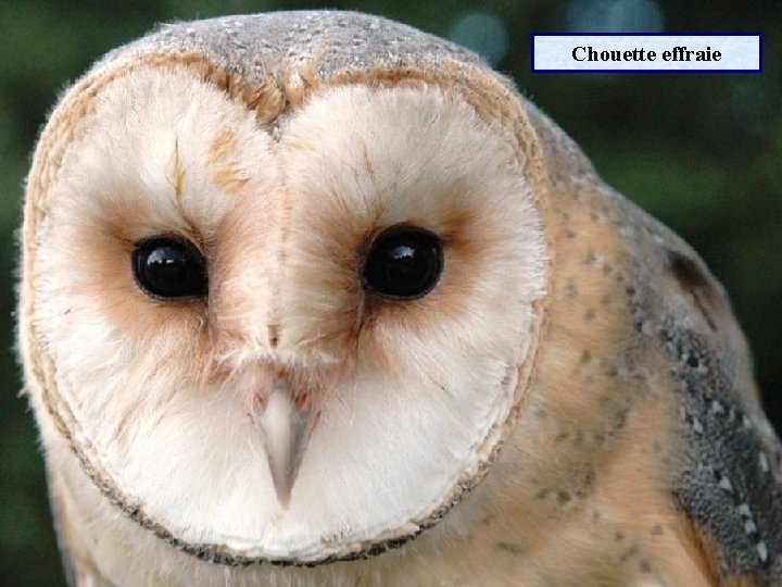 Chouette effraie 