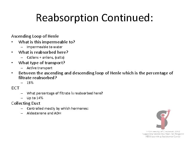 Reabsorption Continued: Ascending Loop of Henle • What is this impermeable to? – Impermeable