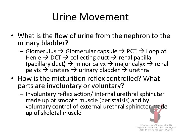Urine Movement • What is the flow of urine from the nephron to the
