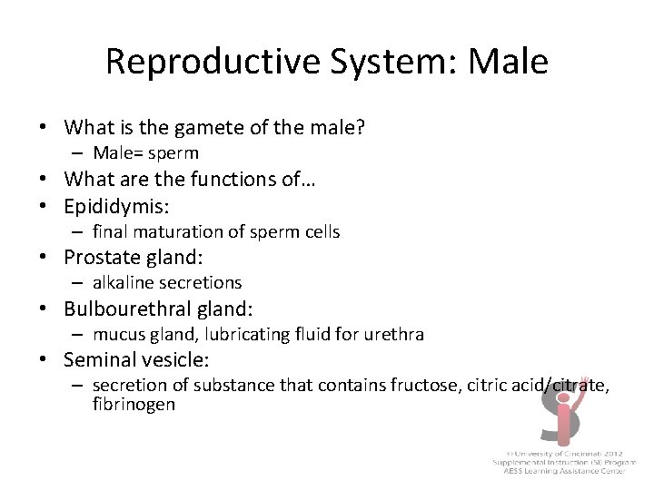 Reproductive System: Male • What is the gamete of the male? – Male= sperm