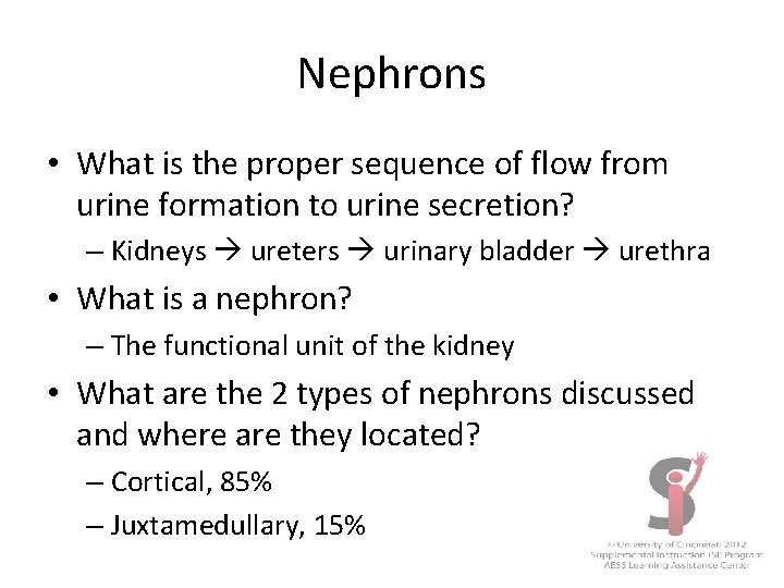 Nephrons • What is the proper sequence of flow from urine formation to urine