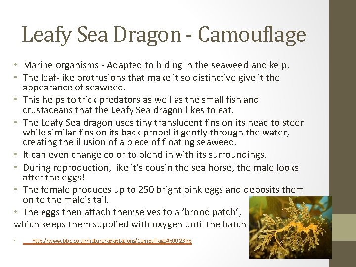 Leafy Sea Dragon - Camouflage • Marine organisms - Adapted to hiding in the