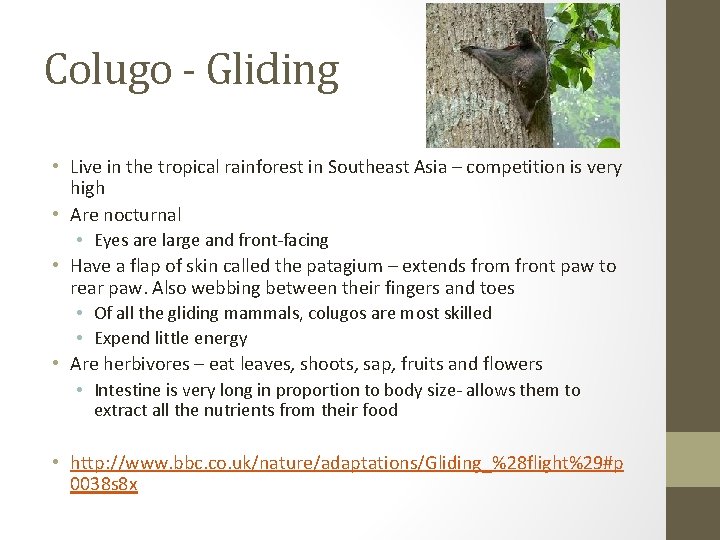 Colugo - Gliding • Live in the tropical rainforest in Southeast Asia – competition
