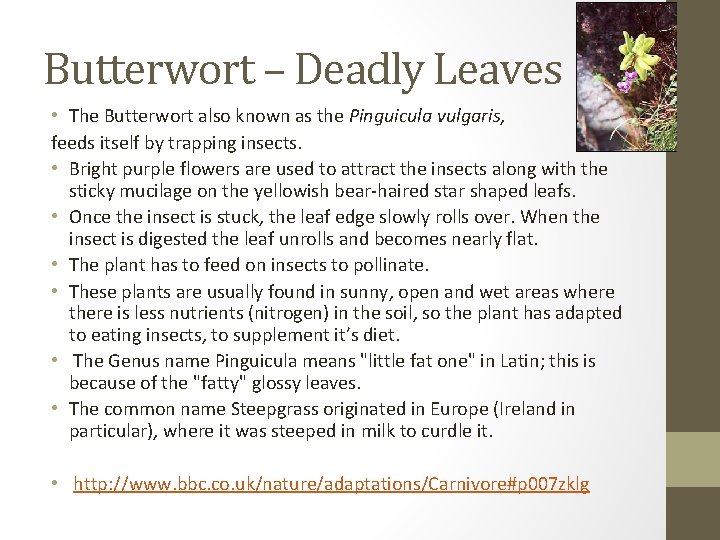 Butterwort – Deadly Leaves • The Butterwort also known as the Pinguicula vulgaris, feeds
