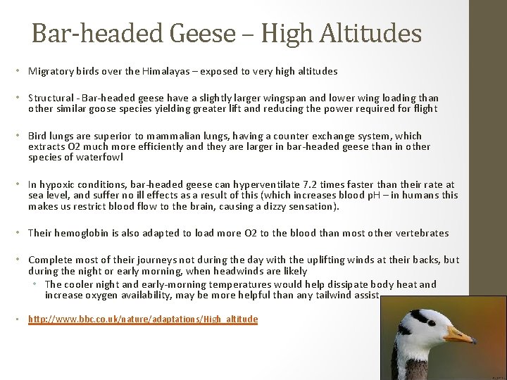 Bar-headed Geese – High Altitudes • Migratory birds over the Himalayas – exposed to