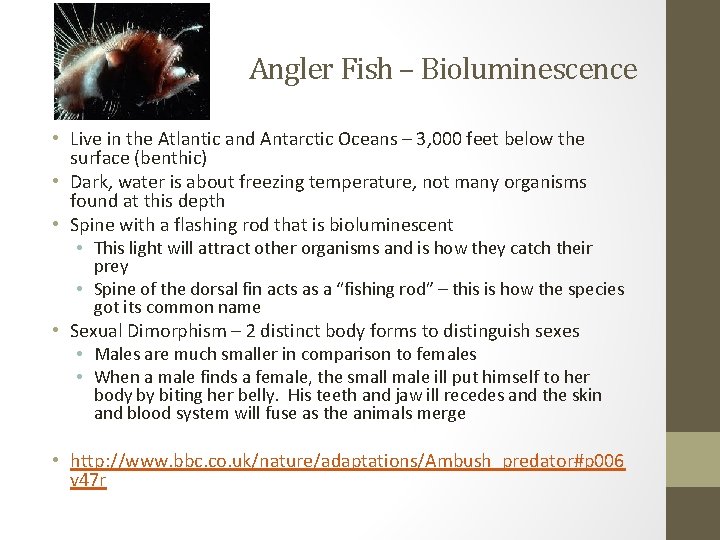 Angler Fish – Bioluminescence • Live in the Atlantic and Antarctic Oceans – 3,