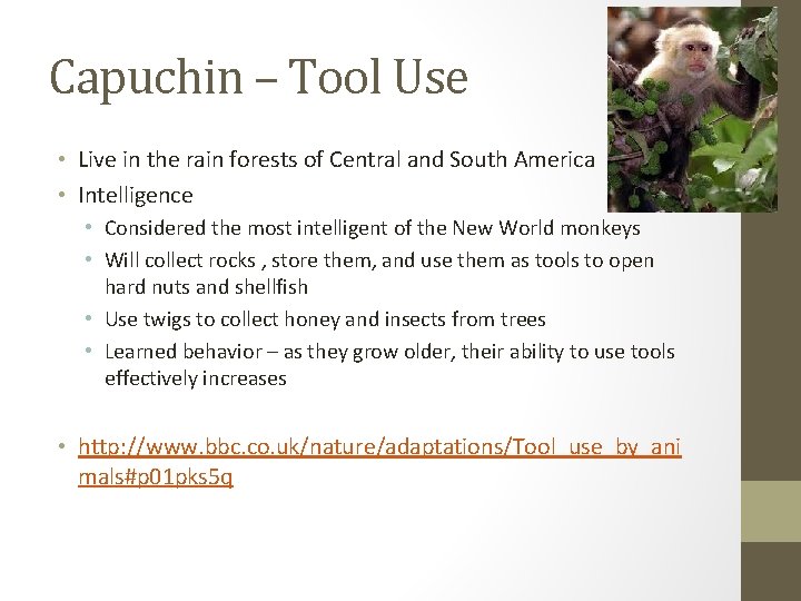 Capuchin – Tool Use • Live in the rain forests of Central and South