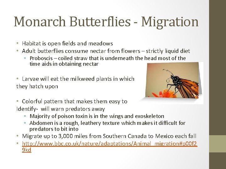 Monarch Butterflies - Migration • Habitat is open fields and meadows • Adult butterflies