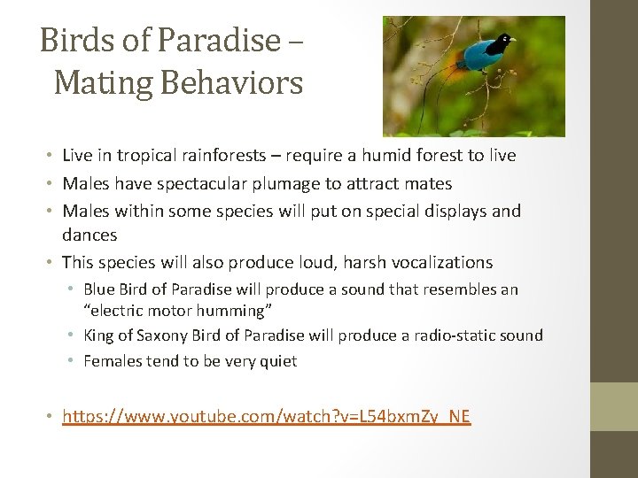 Birds of Paradise – Mating Behaviors • Live in tropical rainforests – require a