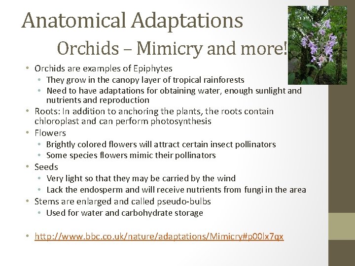 Anatomical Adaptations Orchids – Mimicry and more! • Orchids are examples of Epiphytes •