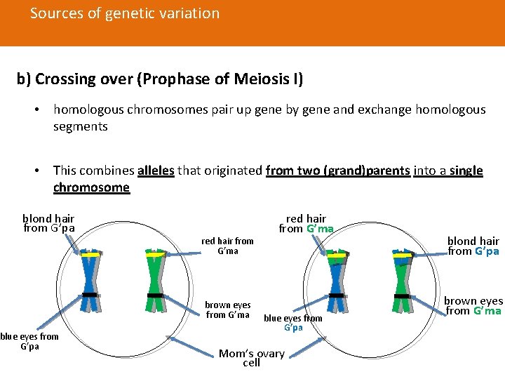 Sources of genetic variation b) Crossing over (Prophase of Meiosis I) • homologous chromosomes