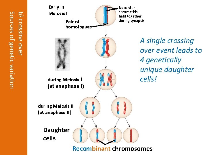 b) crossing over Sources of genetic variation Early in Meiosis I Pair of homologues