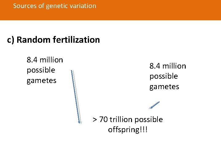 Sources of genetic variation c) Random fertilization 8. 4 million possible gametes > 70