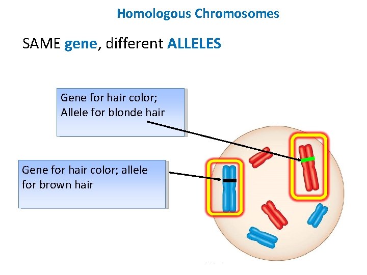 Homologous Chromosomes SAME gene, different ALLELES Gene for hair color; Allele for blonde hair