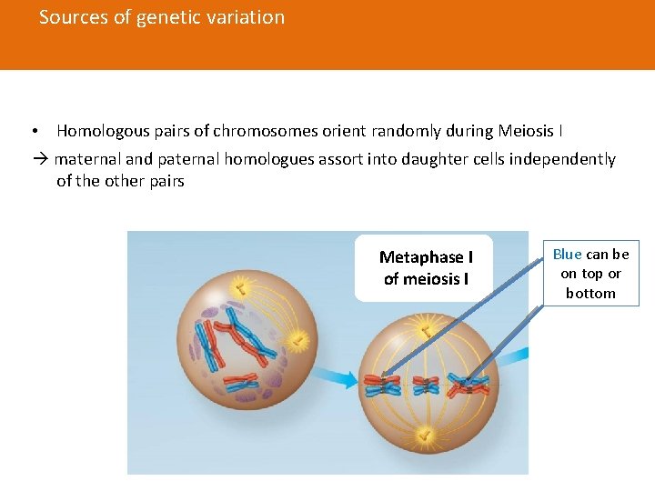 Fig. 13 -8 b Sources of genetic variation aassortment • Homologous pairs of chromosomes