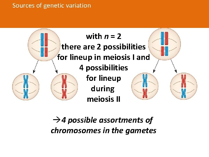 Sources of genetic variation a) Independent assortment Fig. 13 -11 -2 Possibility 1 Possibility