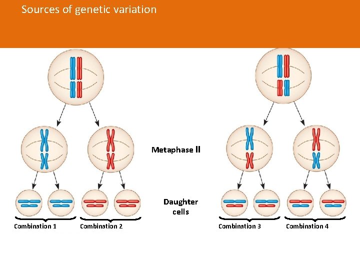 Sources of genetic variation a) Independent assortment Fig. 13 -11 -3 Possibility 2 Possibility