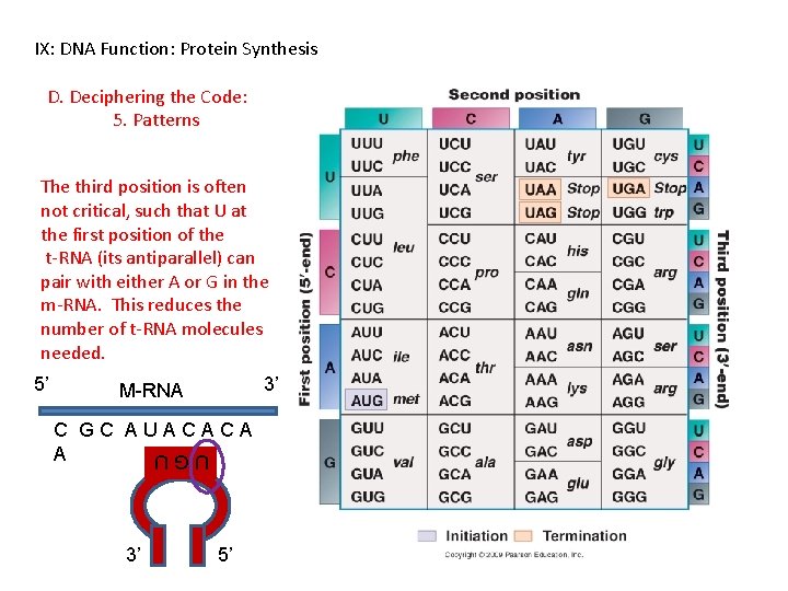 IX: DNA Function: Protein Synthesis D. Deciphering the Code: 5. Patterns The third position
