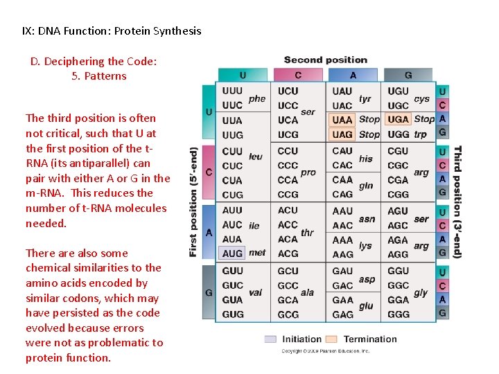 IX: DNA Function: Protein Synthesis D. Deciphering the Code: 5. Patterns The third position