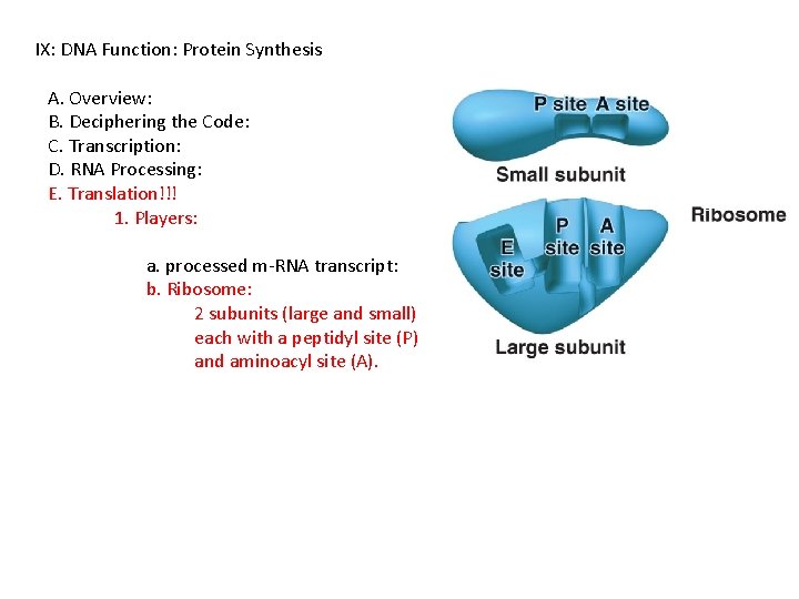 IX: DNA Function: Protein Synthesis A. Overview: B. Deciphering the Code: C. Transcription: D.
