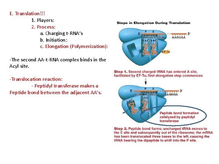 E. Translation!!! 1. Players: 2. Process: a. Charging t-RNA’s b. Initiation: c. Elongation (Polymerization):