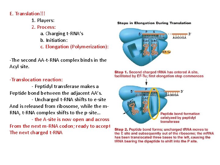 E. Translation!!! 1. Players: 2. Process: a. Charging t-RNA’s b. Initiation: c. Elongation (Polymerization):