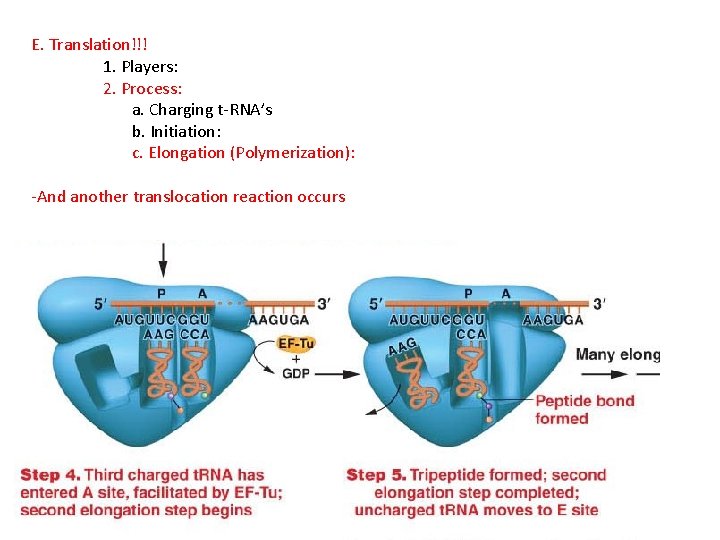 E. Translation!!! 1. Players: 2. Process: a. Charging t-RNA’s b. Initiation: c. Elongation (Polymerization):