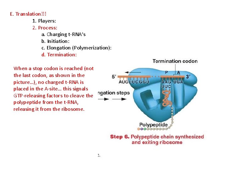 E. Translation!!! 1. Players: 2. Process: a. Charging t-RNA’s b. Initiation: c. Elongation (Polymerization):
