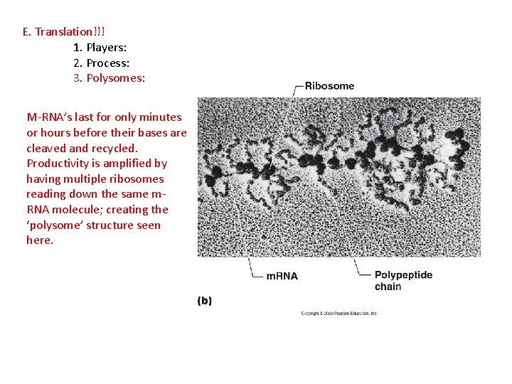 E. Translation!!! 1. Players: 2. Process: 3. Polysomes: M-RNA’s last for only minutes or