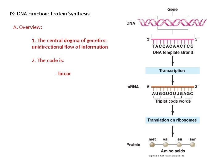 IX: DNA Function: Protein Synthesis A. Overview: 1. The central dogma of genetics: unidirectional