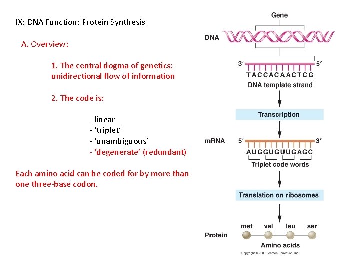 IX: DNA Function: Protein Synthesis A. Overview: 1. The central dogma of genetics: unidirectional