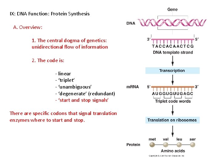 IX: DNA Function: Protein Synthesis A. Overview: 1. The central dogma of genetics: unidirectional