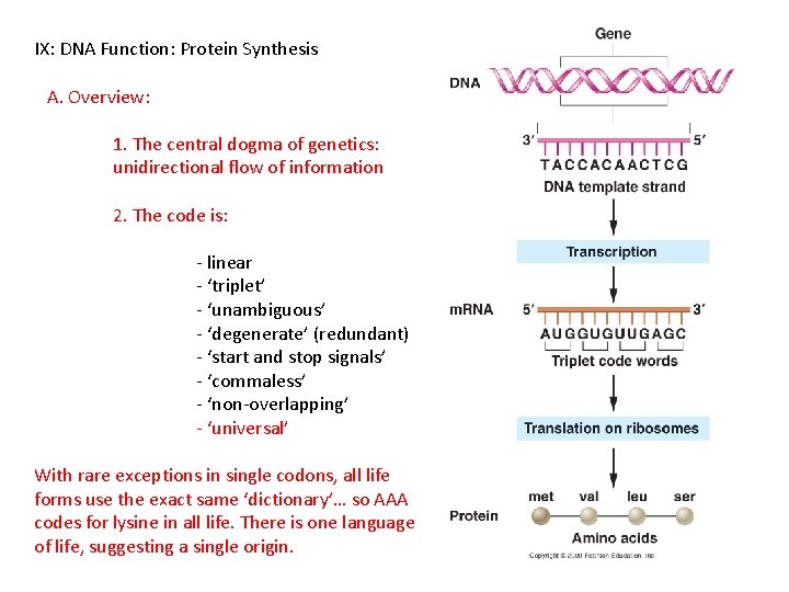 IX: DNA Function: Protein Synthesis A. Overview: 1. The central dogma of genetics: unidirectional