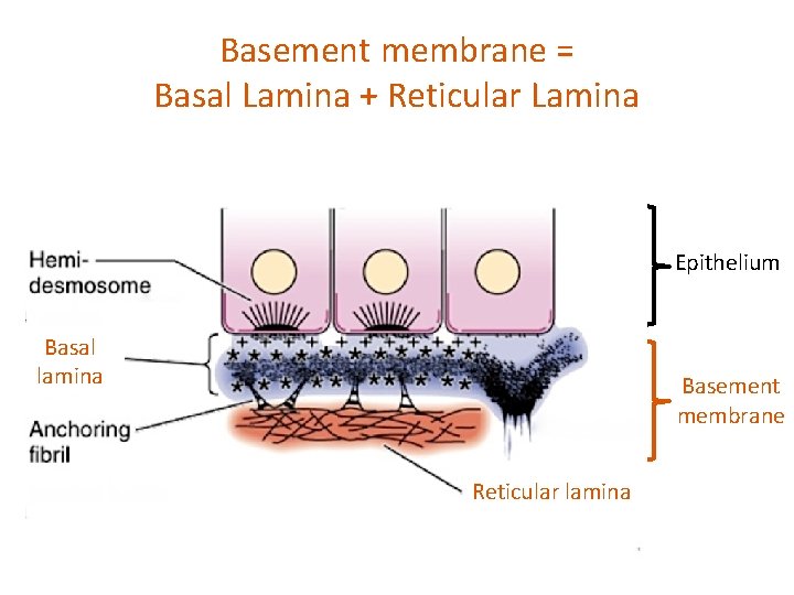 Basement membrane = Basal Lamina + Reticular Lamina Epithelium Basal lamina Basement membrane Reticular