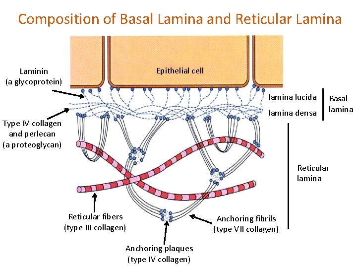 Composition of Basal Lamina and Reticular Lamina Epithelial cell Laminin (a glycoprotein) lamina lucida