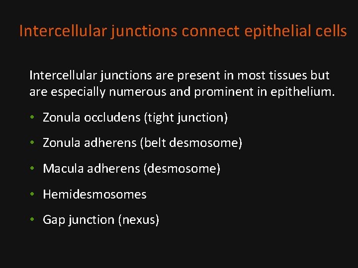 Intercellular junctions connect epithelial cells Intercellular junctions are present in most tissues but are