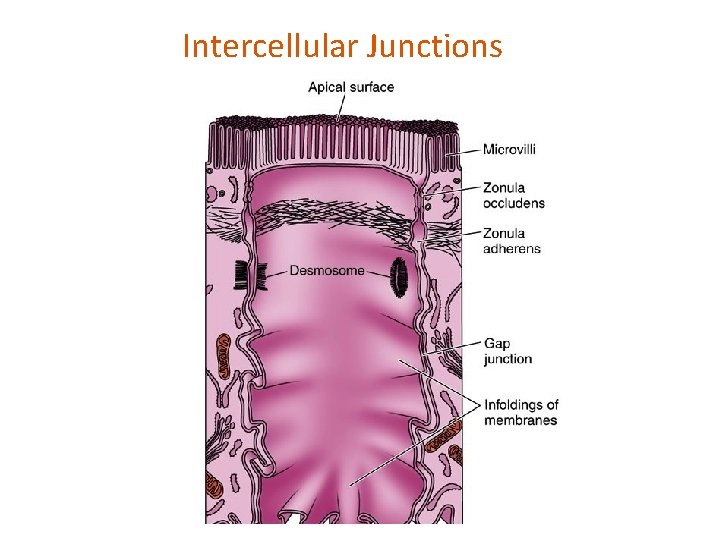 Intercellular Junctions 